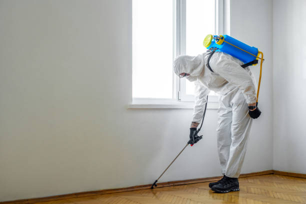 Best Termite Control Services  in Los Osos, CA