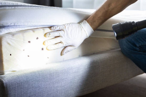 Best Mosquito Control Services  in Los Osos, CA