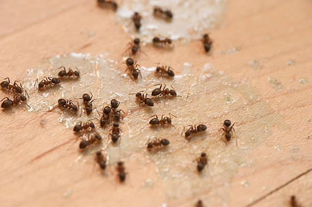 Best Flea Control Services  in Los Osos, CA